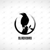 Premade Blackbird Logo For Sale | Premade Bird Logos